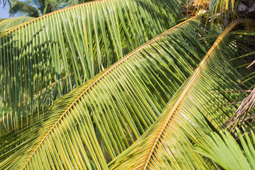 Palm Tree leaves Background