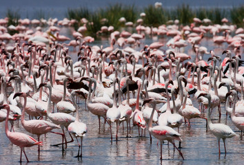 Big group flamingos on the lake. Kenya. Africa. Nakuru National Park. Lake Bogoria National Reserve. An excellent illustration.