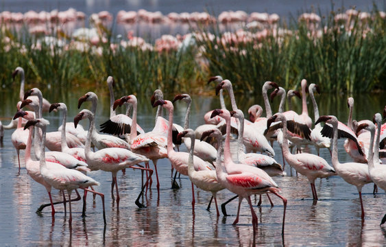 Big group flamingos on the lake. Kenya. Africa. Nakuru National Park. Lake Bogoria National Reserve. An excellent illustration.
