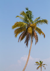 Palm Trees in India