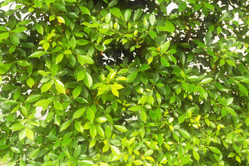 green leaves bckground