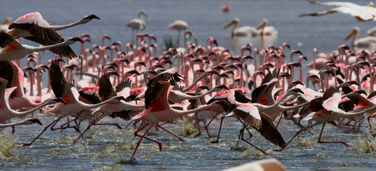 Big group flamingos on the lake. Kenya. Africa. Nakuru National Park. Lake Bogoria National Reserve. An excellent illustration.