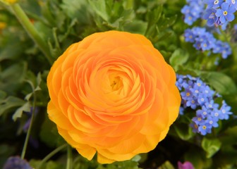 Frühlingsblumen - Ranunkel gelb  mit Vergissmeinnicht