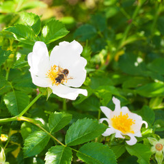 Obraz premium Flower with a Insect.