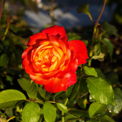 Rose in the Summer.