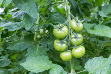 Green tomatoes growing in a greenhouse