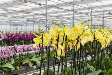 Colorful yellow orchid flowers growing in a greenhouse