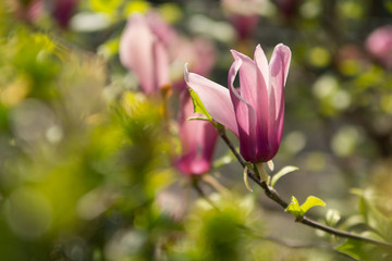 Purple Magnolia in sun rays