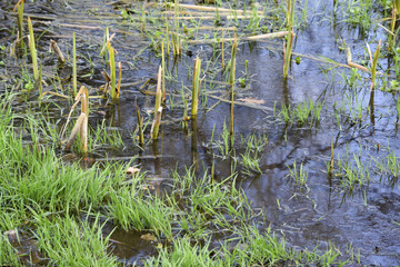 dunk pond swamp landscape Sumpflandschaft Ententeich