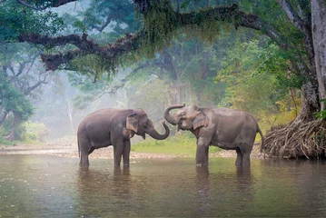 Foto auf Leinwand Asiatische Elefanten in einem natürlichen Fluss im tiefen Wald, Thailand © ChomchoeiFoto