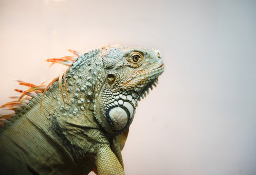 Close-up of Iguana