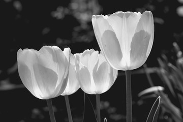 Arctic snow white tulips Black and white