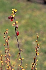 Berberis fruit