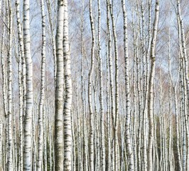 Close up of trunks of birch trees