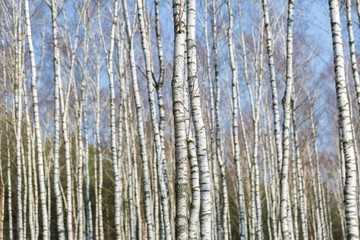 Obraz premium Close up of trunks of birch trees