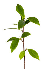 twig with green leaves, clipping path