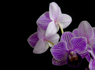 Orchidaceae Phalaenopsis, or moth orchid in rich colors of purple on black background. Side lighting with copy space for your message on left. Horizontal composition