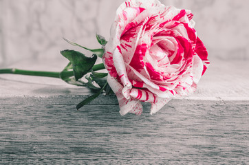 Einzelne Rose, rot, weiß, pink, meliert - Single rose, red, white, pink, mottled
