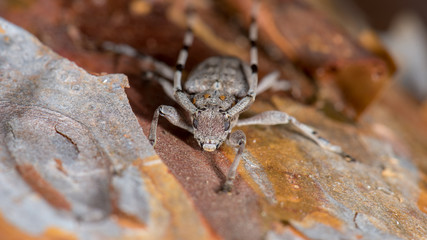Zimmermannsbock (Acanthocinus aedilis) Bockkäfer auf einem Stamm einer Kiefer