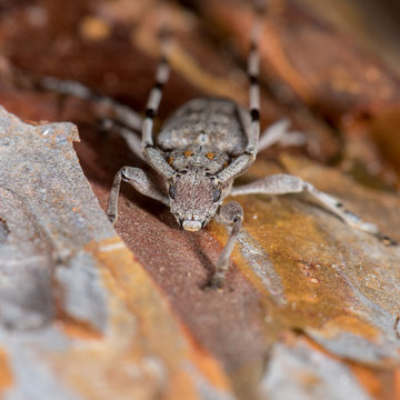 Zimmermannsbock (Acanthocinus aedilis) Bockk&auml;fer auf einem Stamm einer Kiefer