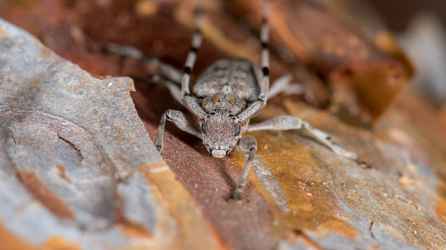 Zimmermannsbock (Acanthocinus aedilis) Bockk&auml;fer auf einem Stamm einer Kiefer