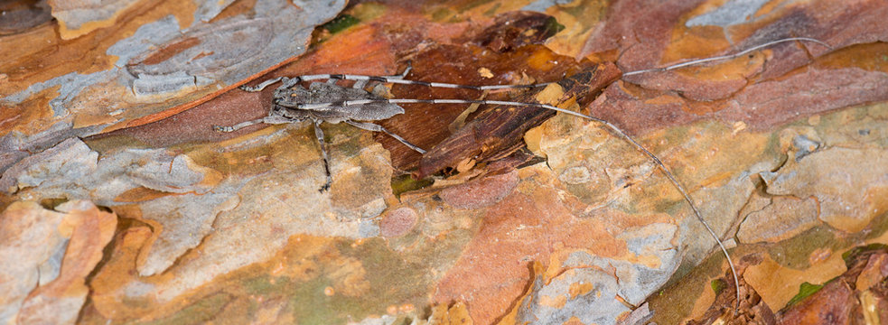 Zimmermannsbock (Acanthocinus aedilis) Bockk&auml;fer auf einem Stamm einer Kiefer