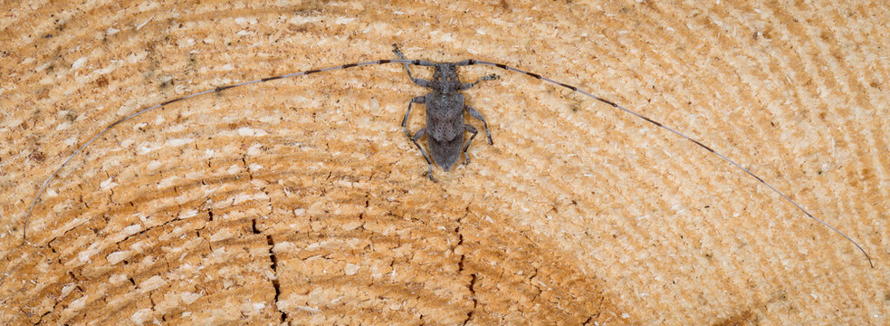 Zimmermannsbock (Acanthocinus aedilis) Bockk&auml;fer auf einem Stamm einer Kiefer