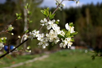 White flowers of the plum blossoms on a spring day in the park o
