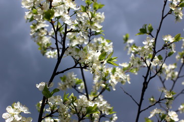 White flowers of the plum blossoms on a spring day in the park o