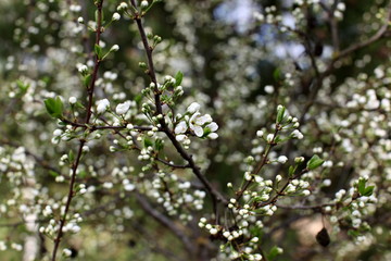 White flowers of the plum blossoms on a spring day in the park o