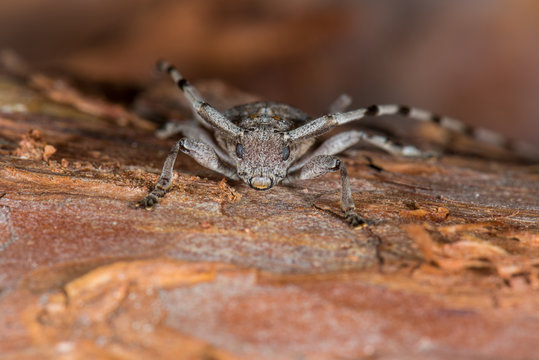 Zimmermannsbock (Acanthocinus aedilis) Bockk&auml;fer auf einem Stamm einer Kiefer