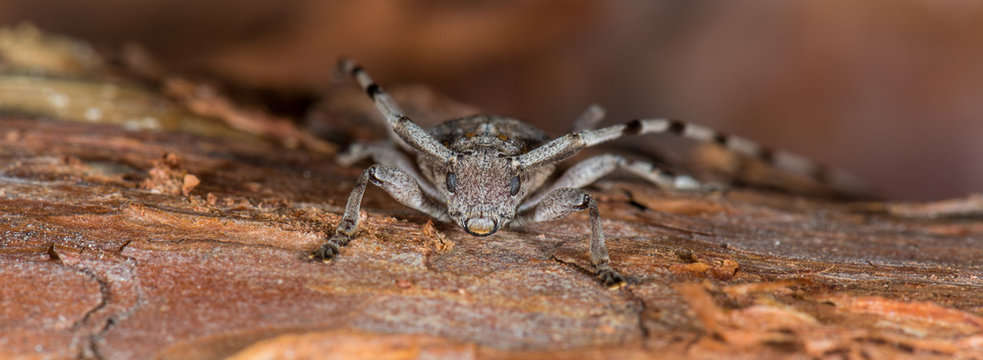 Zimmermannsbock (Acanthocinus aedilis) Bockk&auml;fer auf einem Stamm einer Kiefer