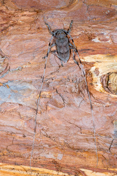 Zimmermannsbock (Acanthocinus aedilis) Bockk&auml;fer auf einem Stamm einer Kiefer
