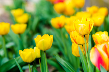 Amazing spring floral background, yellow and red tulip flowers