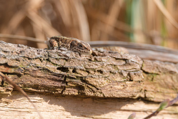 Waldeidechse (Zootoca vivipara) gute getarnt beim Sonnenbad
