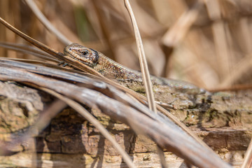 Waldeidechse (Zootoca vivipara) gute getarnt beim Sonnenbad