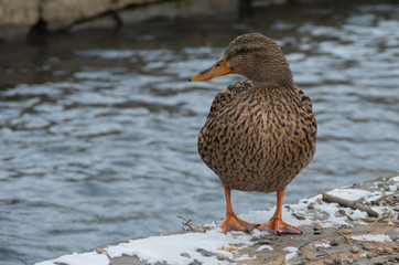 female mallard
