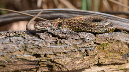 Waldeidechse (Zootoca vivipara) gute getarnt beim Sonnenbad