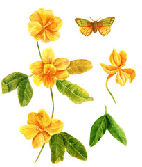 Watercolor illustration of yellow forsynthia flowers in bloom, with butterfly