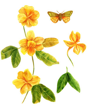 Watercolor illustration of yellow forsynthia flowers in bloom, with butterfly © laplateresca