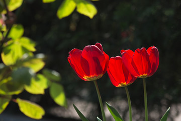 Three red tullips in sun rays 
