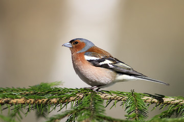 the young bird is a male Chaffinch sings on the branches of spruce in early spring in the Park