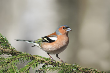 the young bird is a male Chaffinch sings on the branches of spruce in early spring in the Park
