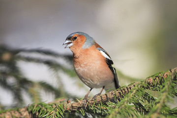 songbird Chaffinch sings on the branches of spruce spring