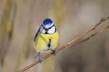 sweetheart beautiful blue tit bird with a yellow breast sings the song in the beginning of spring in the Park