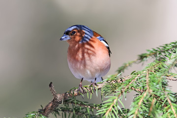 songbird Chaffinch sings on the branches of spruce spring