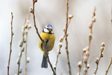 beautiful little blue tit bird singing a song on a fluffy willow in early spring in the Park