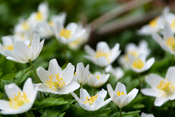 Buschwindr&ouml;schen