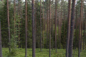 Wild evergreen forest in summer