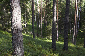 Fototapeta na wymiar Wild evergreen forest in summer